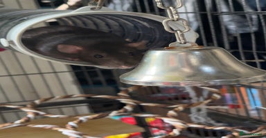 Rat rodents - Advert 1