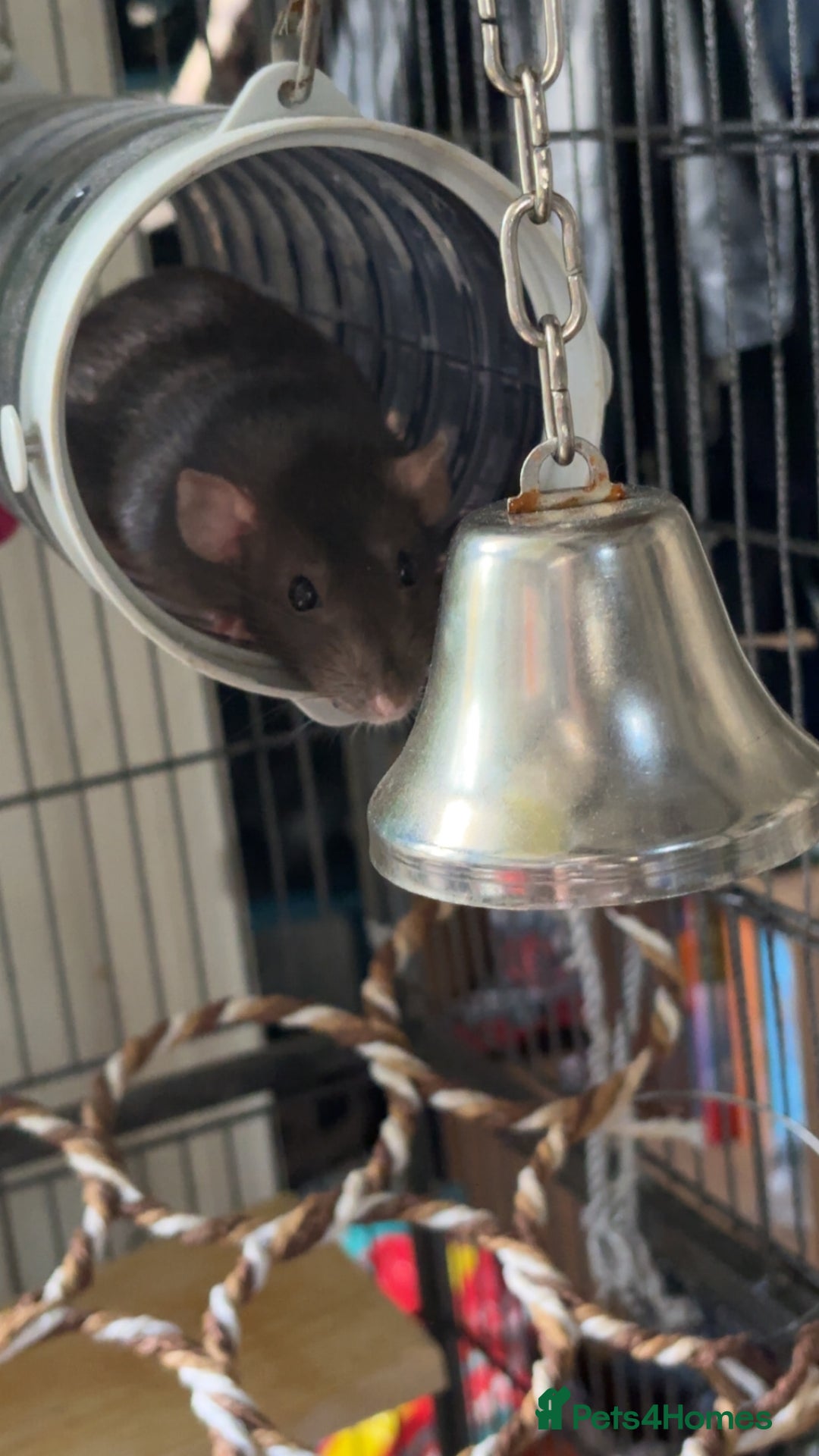 Rat rodents for sale: 3 female dumbo rats - Image 2
