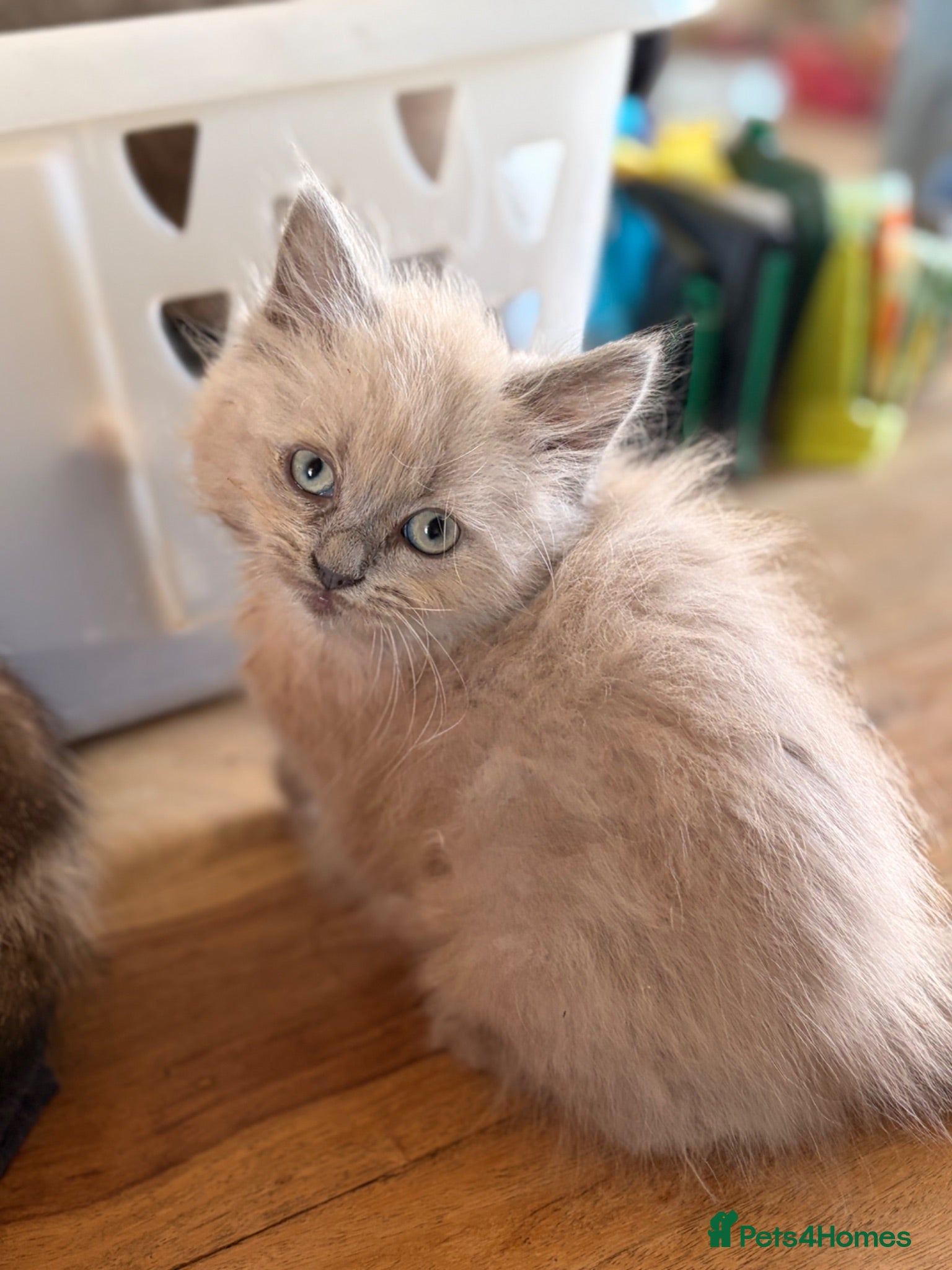 British Longhair cats Gorgeous British Long Hair X Ragdoll kittens  - Advert 1