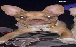 French Bulldog dogs for sale: Saidie 7 month old French bulldog  - Image 4