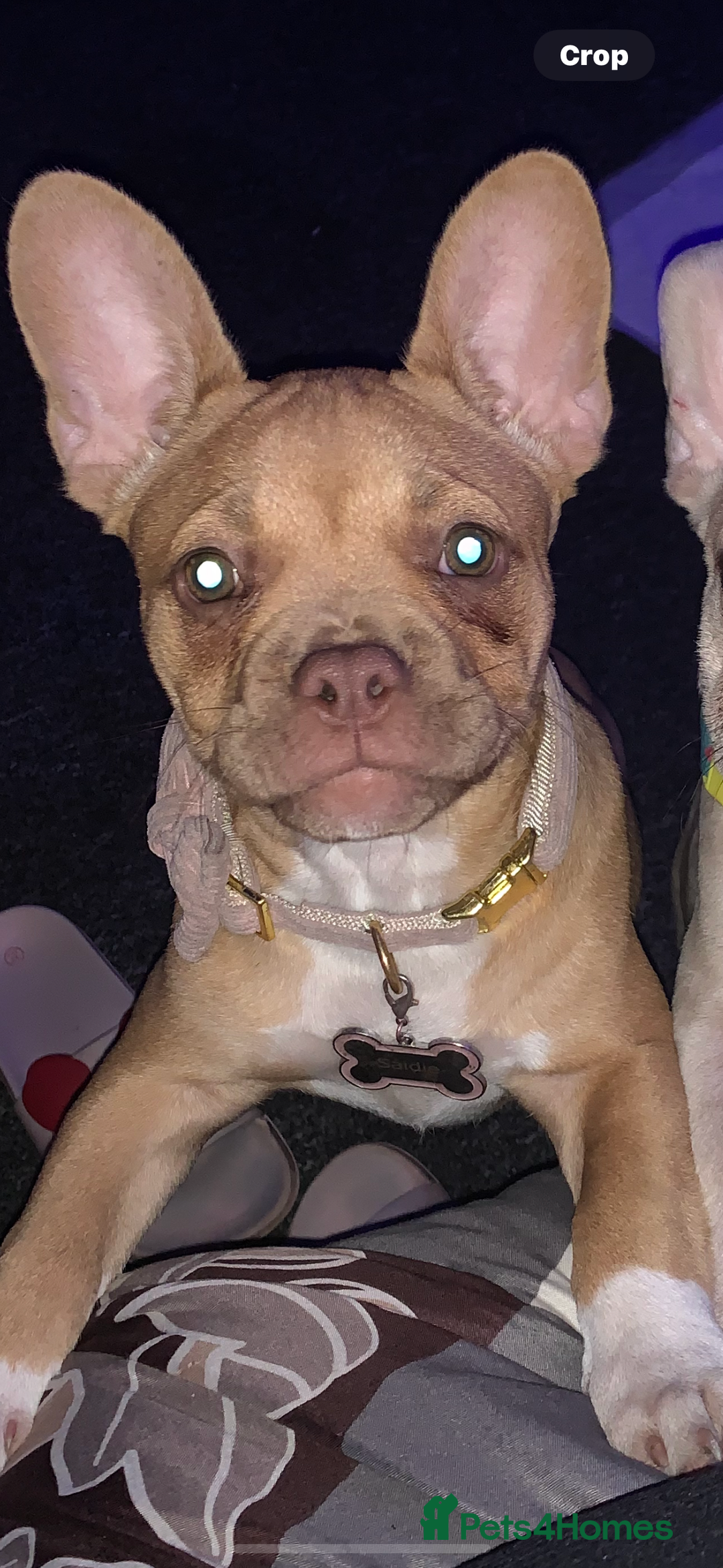 French Bulldog dogs for sale: Saidie 7 month old French bulldog  - Image 4