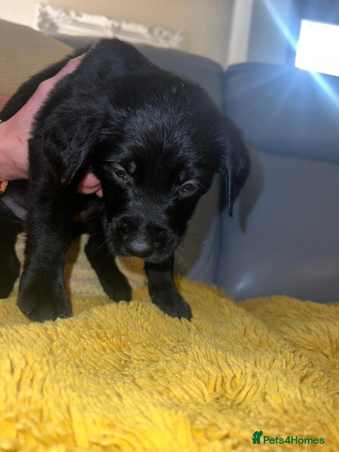 Goldador dogs for sale: GOLDADOR PUPPIES - Image 9