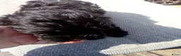 Cockapoo dogs for sale:  cockerpoo licensed breeder  - Advert 16