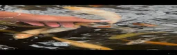 Koi Carp fish for sale: Koi Babies  in Herne Bay - Advert 5