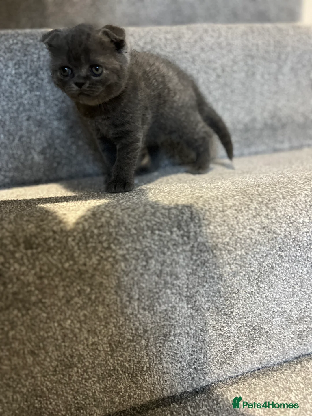 Scottish Fold cats for sale: •	Charming Scottish Fold Kittens Available  - Advert 18