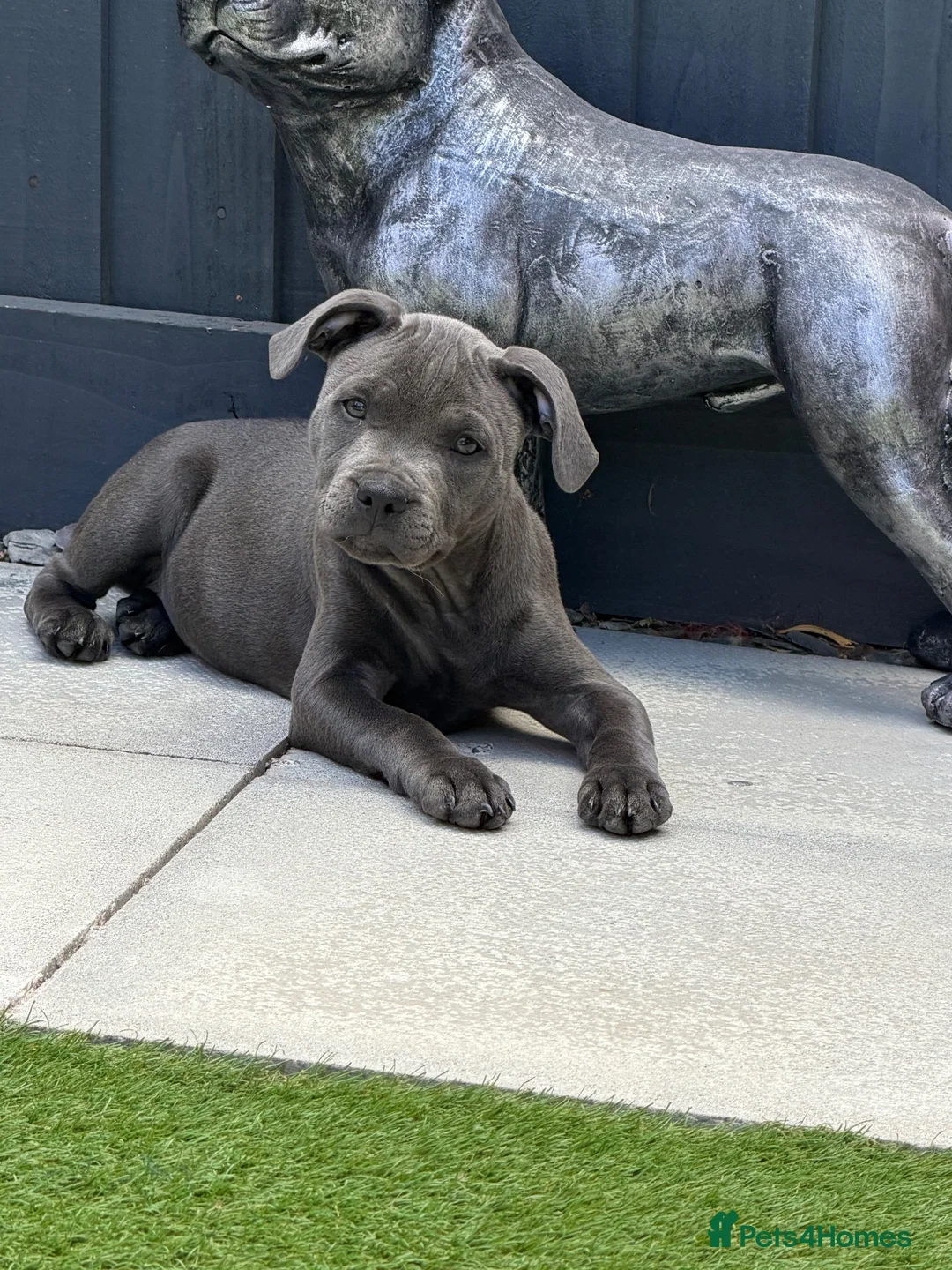 Staffordshire Bull Terrier dogs for sale: Female blue Staffordshire bull terrier  - Advert 2