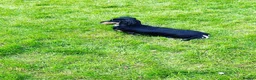 Miniature Dachshund dogs for sale: Beautiful dachshund looking for a new home  - Advert 4