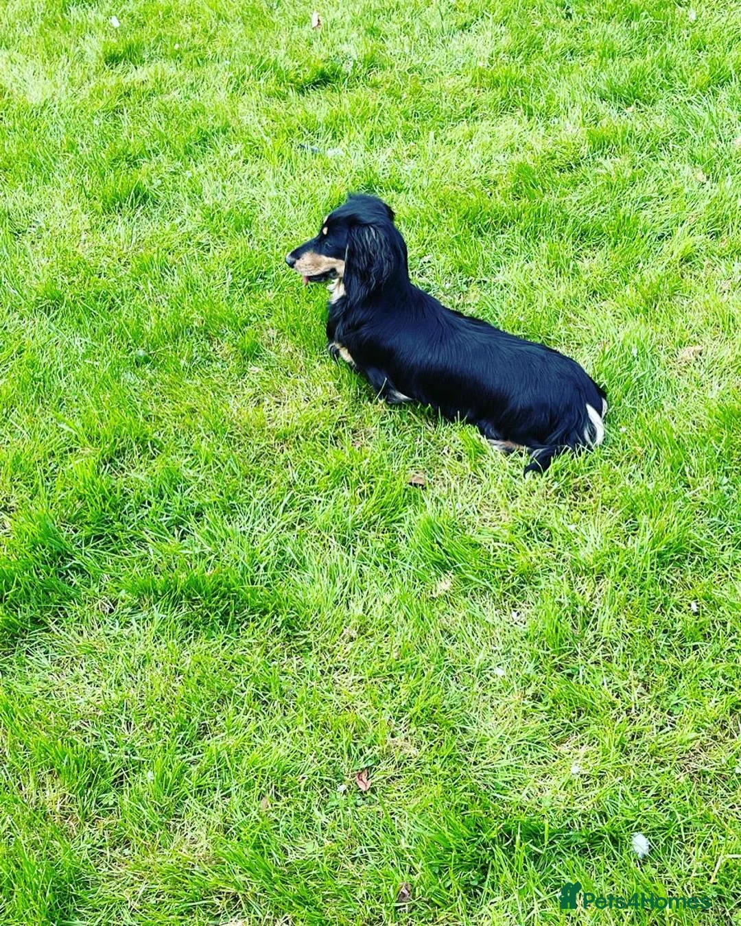 Miniature Dachshund dogs for sale: Beautiful dachshund looking for a new home  - Advert 4
