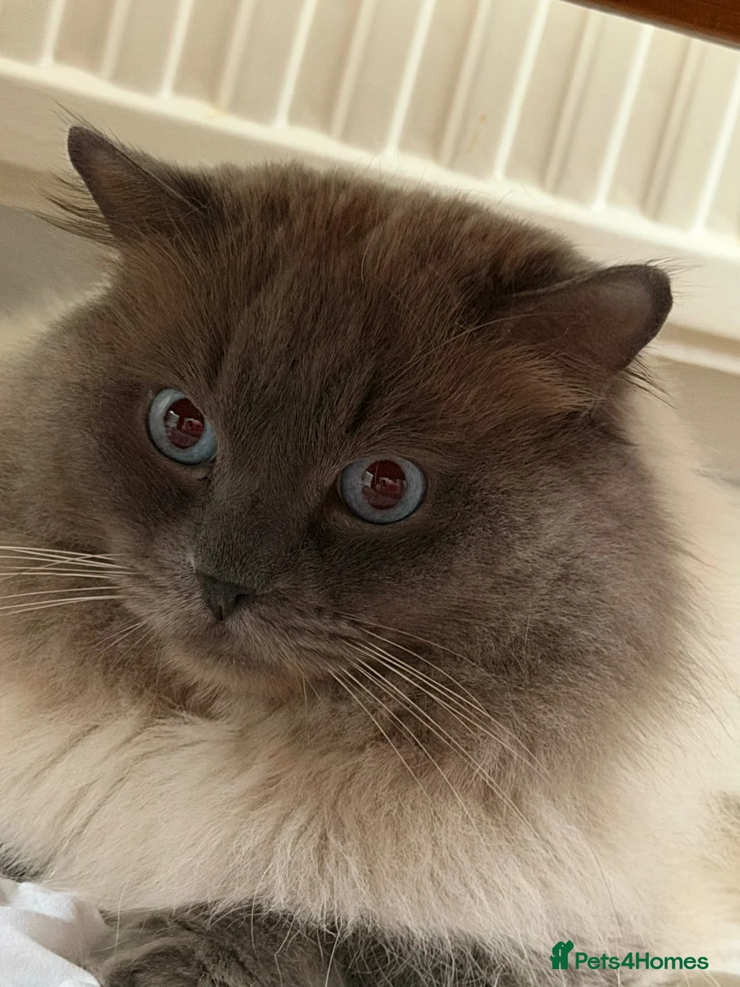 Ragdoll cats for sale: PEDIGREE RAGDOLL KITTENS  - Advert 8