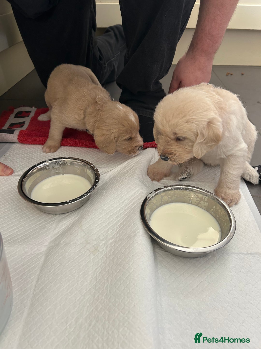 Labradoodle dogs for sale: Gorgeous labradoodle puppy  - Image 15