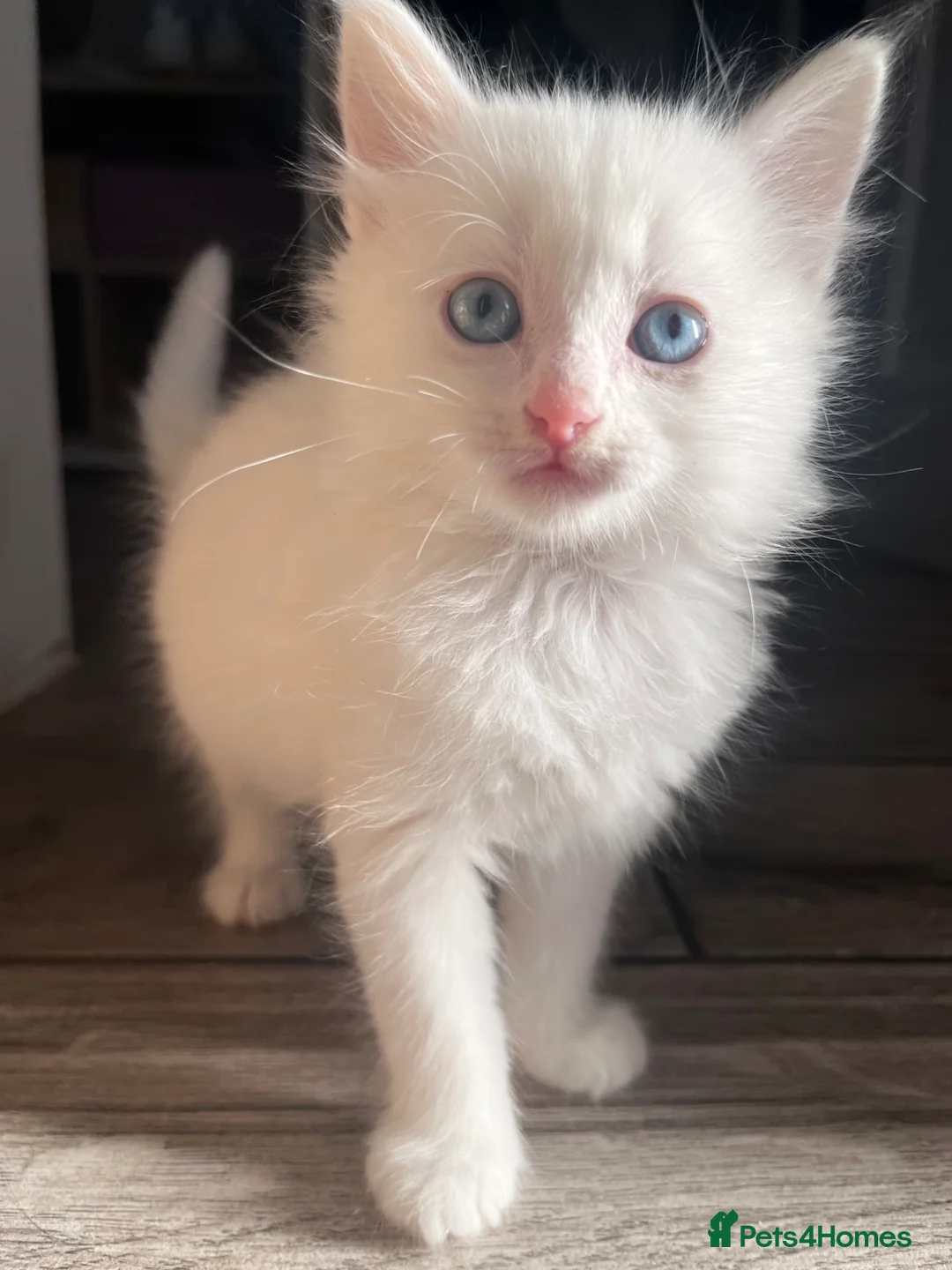Turkish Angora cats for sale: Turkish Angora Playful Kittens - Advert 2