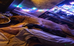 Mixed Breed dogs for sale: american akita cross puppies, 3 male 3 female - Advert 7