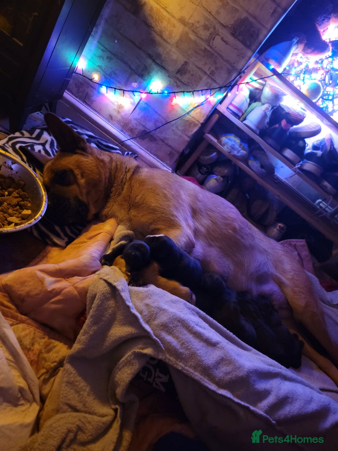 Mixed Breed dogs for sale: american akita cross puppies, 3 male 3 female - Advert 7