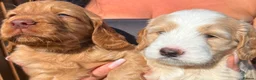 Cockapoo dogs for sale: Stunning cockapoo puppies in Beccles - Advert 4
