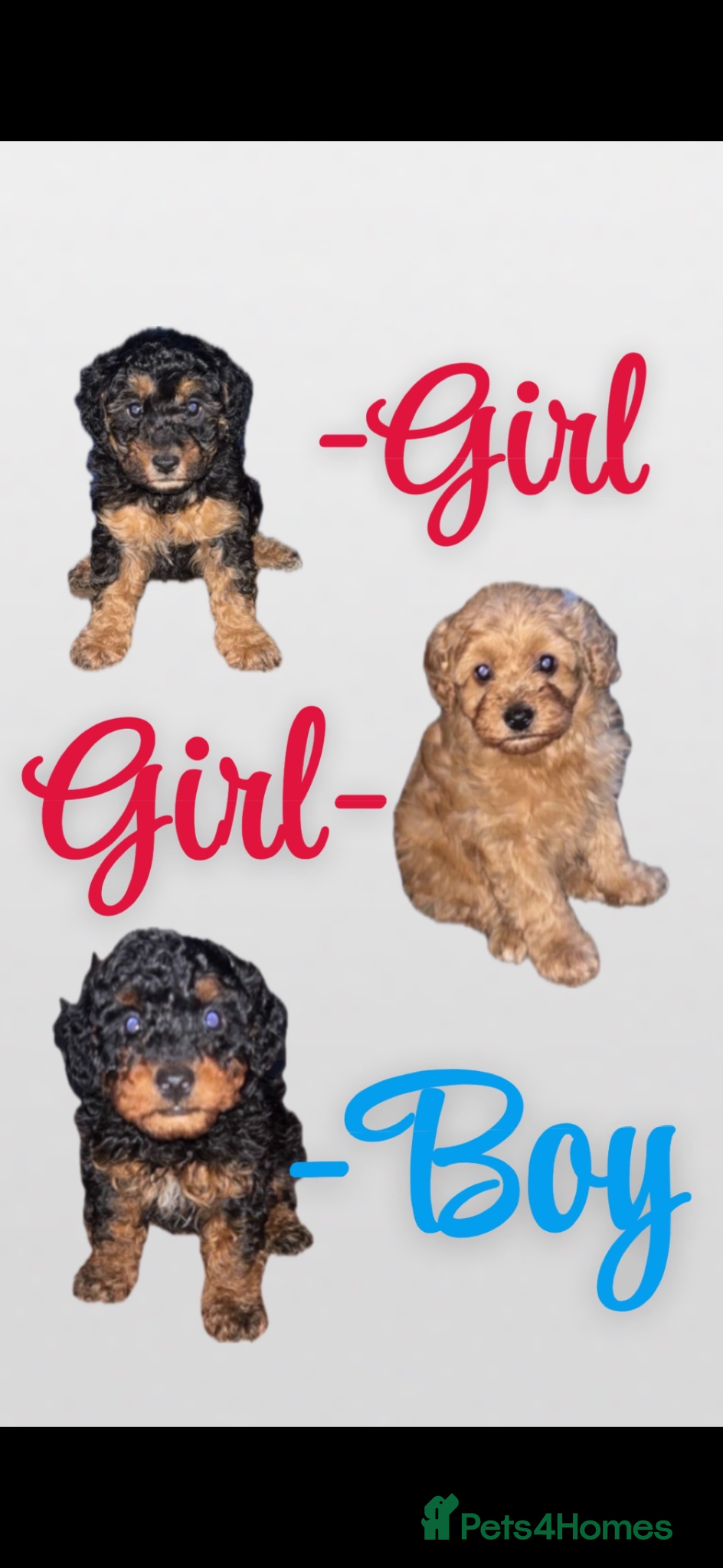 Schnoodle dogs Beautiful SNOODLES - Advert 1