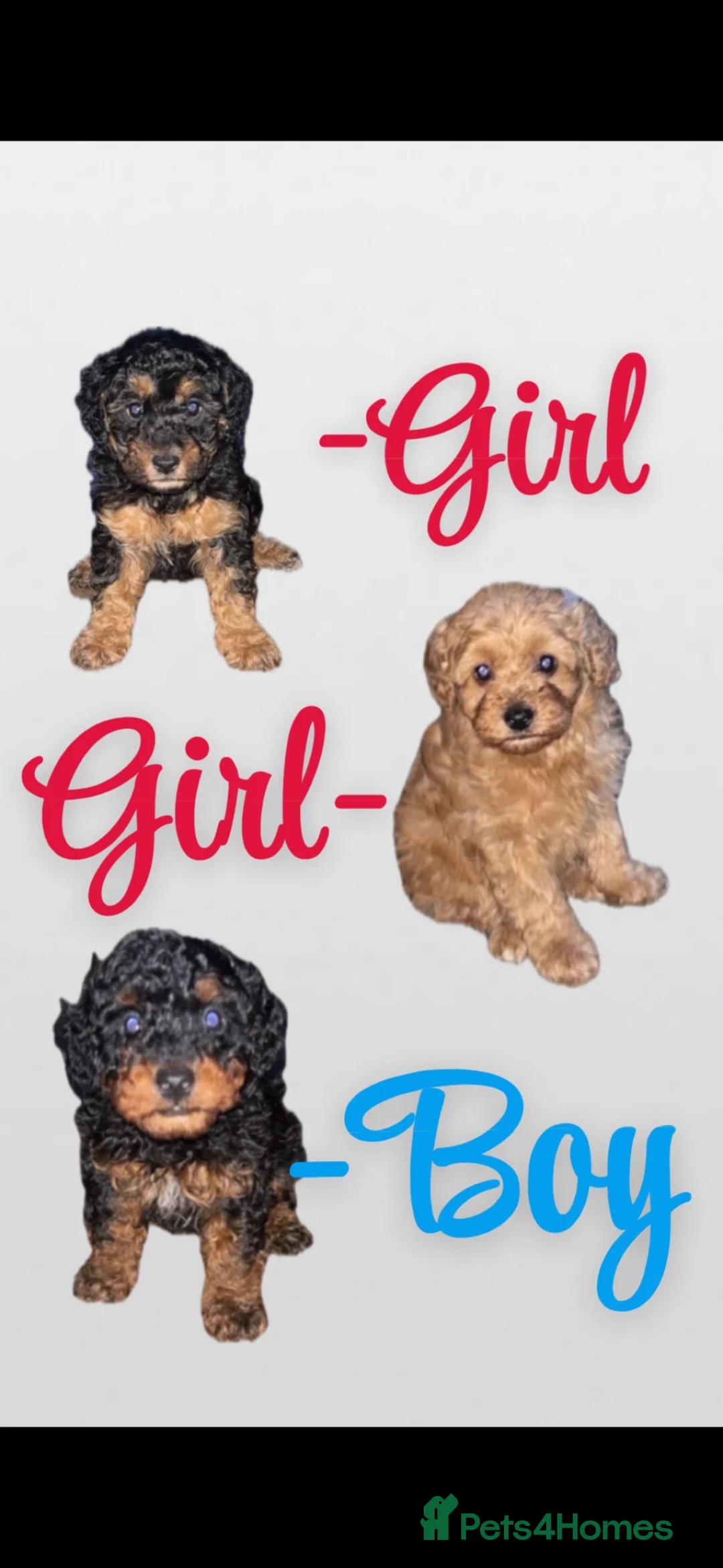 Schnoodle dogs for sale: Beautiful SNOODLES - Advert 1
