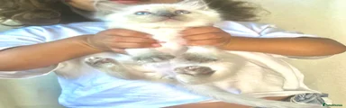 Ragdoll 3