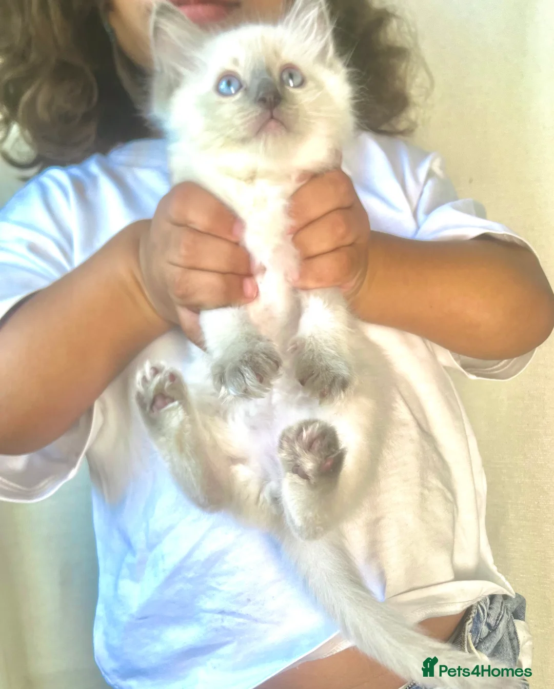 Ragdoll cats for sale: Beautiful Ragdoll_type male kittens in Belper - Advert 2