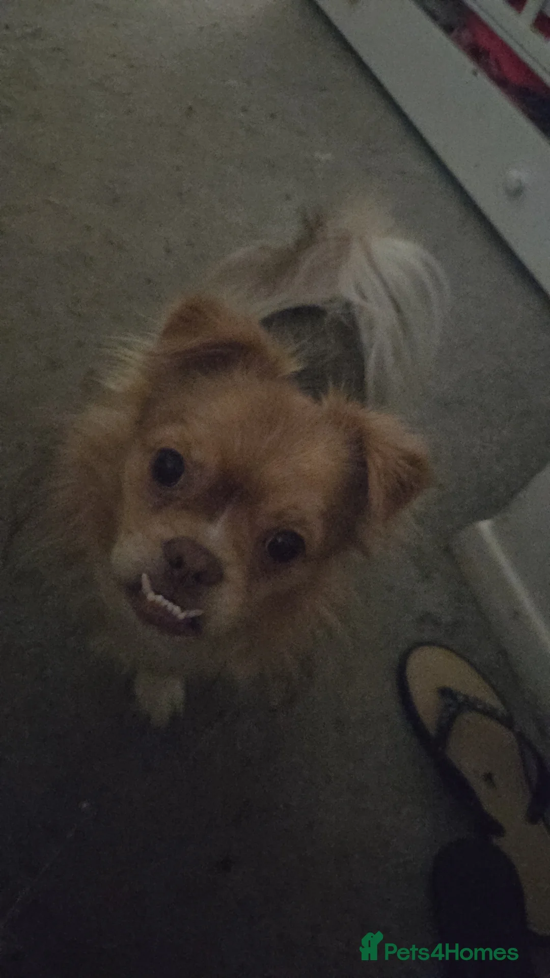 Mixed Breed dogs for sale: Cash  in Colchester - Advert 1
