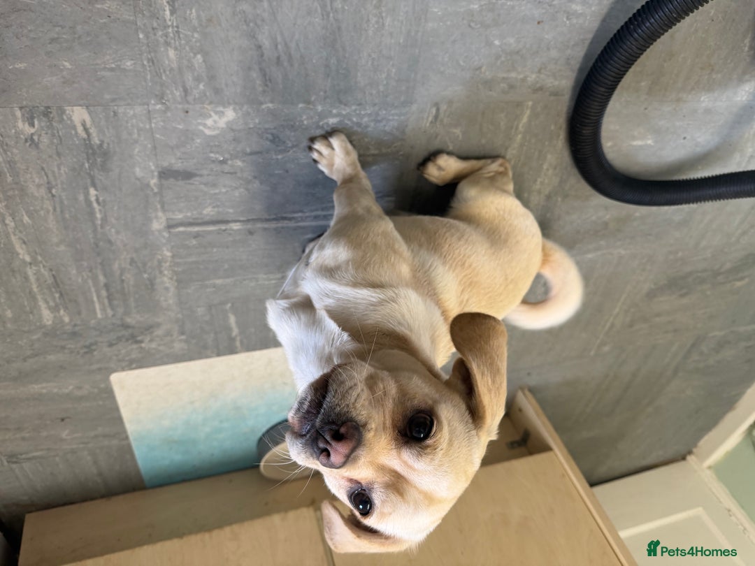 Mixed Breed dogs for sale: Beautiful 9 month old cocker spaniel x pug - Image 2