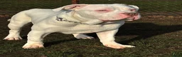 American Bulldog dogs for stud: Very handsome American bulldog for stud  - Advert 4