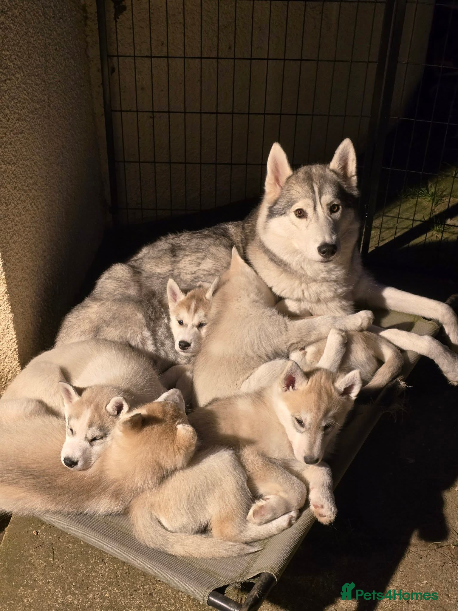 Siberian Husky dogs Beautiful KC Reg Siberian Husky Puppies - Advert 4