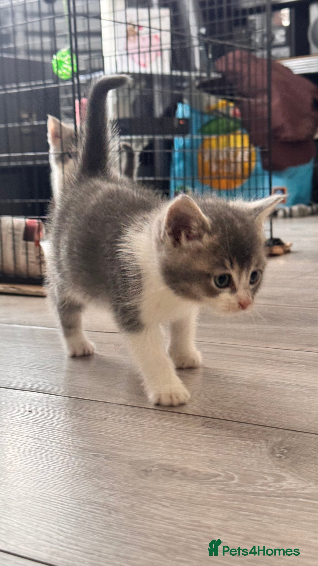 British Shorthair cats for sale: 2 bouncy and playful kittens  - Advert 4