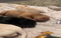 Labrador Retriever dogs for sale: Most beautiful litter of Labradors  - Image 10