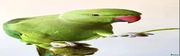 Parrots birds for sale: Baby tamed ring neck talking parrot  in Stratford-upon-Avon - Advert 2