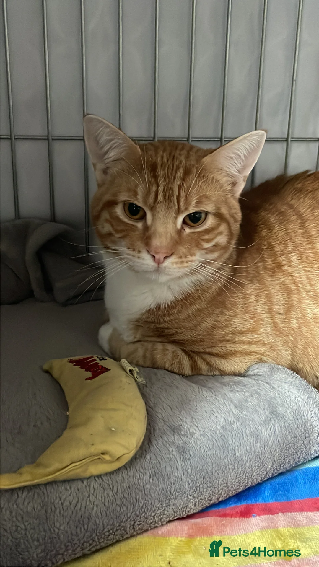 Domestic Shorthair cats for adoption: Toast, 10 month old boy (neutered)  in Basingstoke - Advert 8