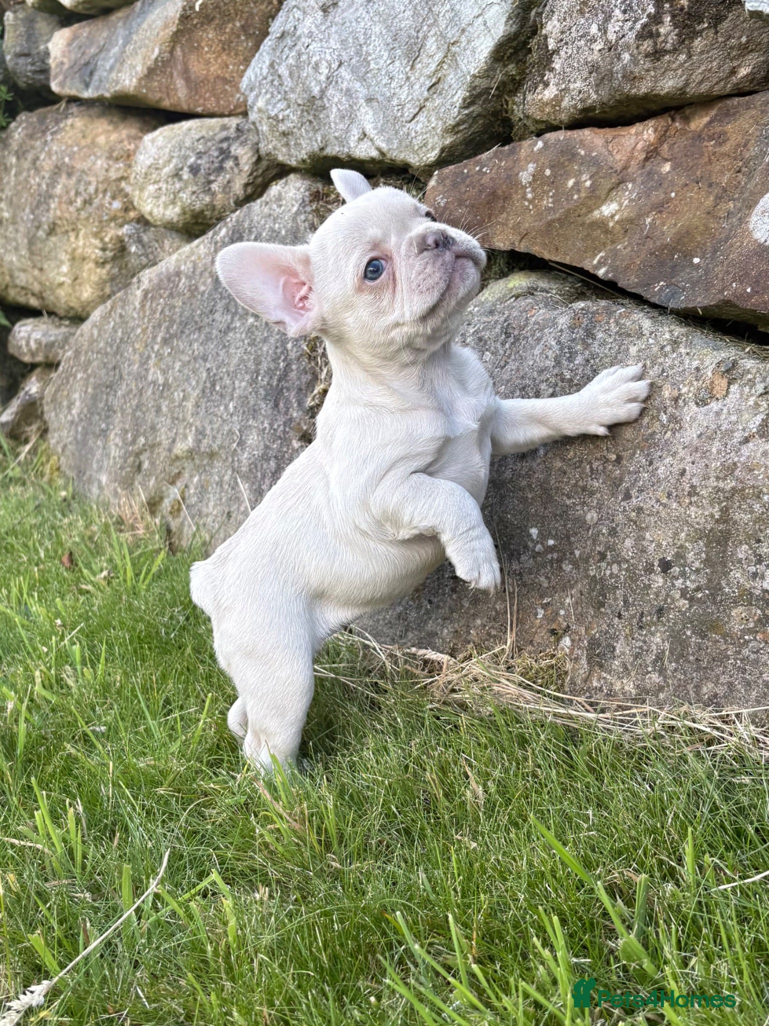 French Bulldog dogs 💗KC Registered quality french bulldog puppies💗 - Advert 2