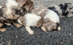 Cockapoo dogs for sale: Cockapoo puppies 🐶  - Image 10