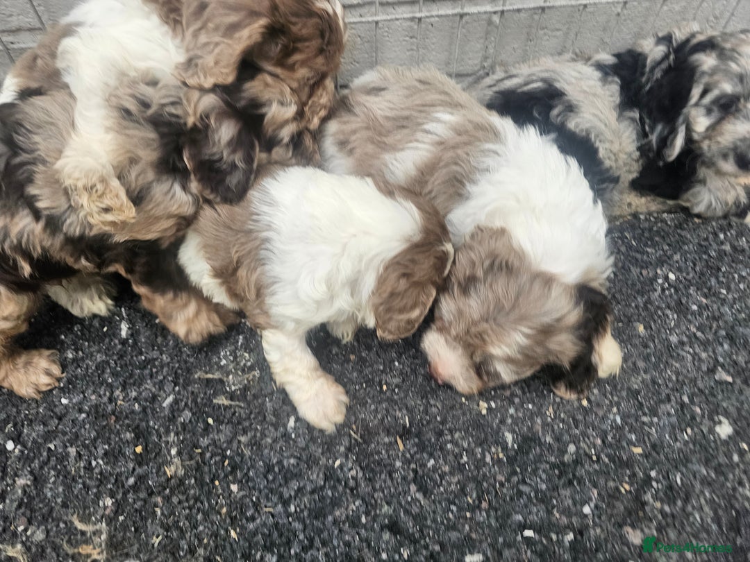 Cockapoo dogs for sale: Cockapoo puppies 🐶  - Image 10