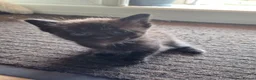 Ragdoll cats for sale: Free Mixed Ragdoll Deposit Only in Oldham - Advert 13