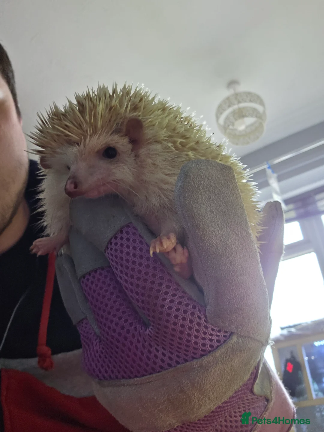 Pygmy Hedgehog rodents for sale: Two African Pygmy Hedgehogs  - Advert 4