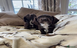 Cocker Spaniel dogs for sale: Chocolate cocker spaniel pups  - Advert 1