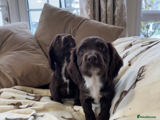 Cocker Spaniel dogs Chocolate cocker spaniel pups - Advert 6