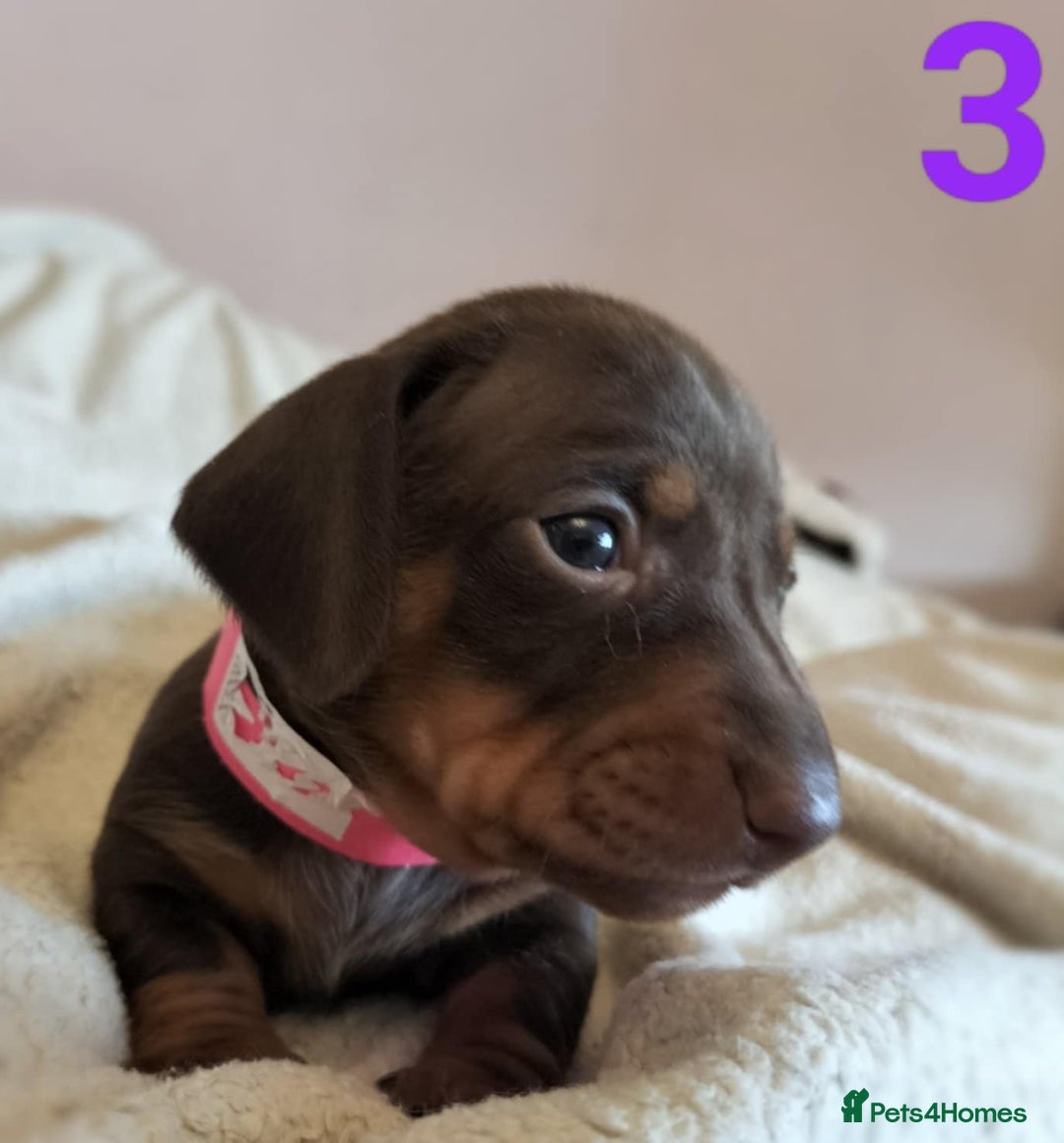 Miniature Dachshund dogs for sale: Stunning Miniature Dachshund Puppies 2 Week Old - Advert 4