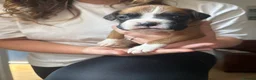 Boxer dogs for sale: 3 boy Boxer puppies for sale - Advert 7