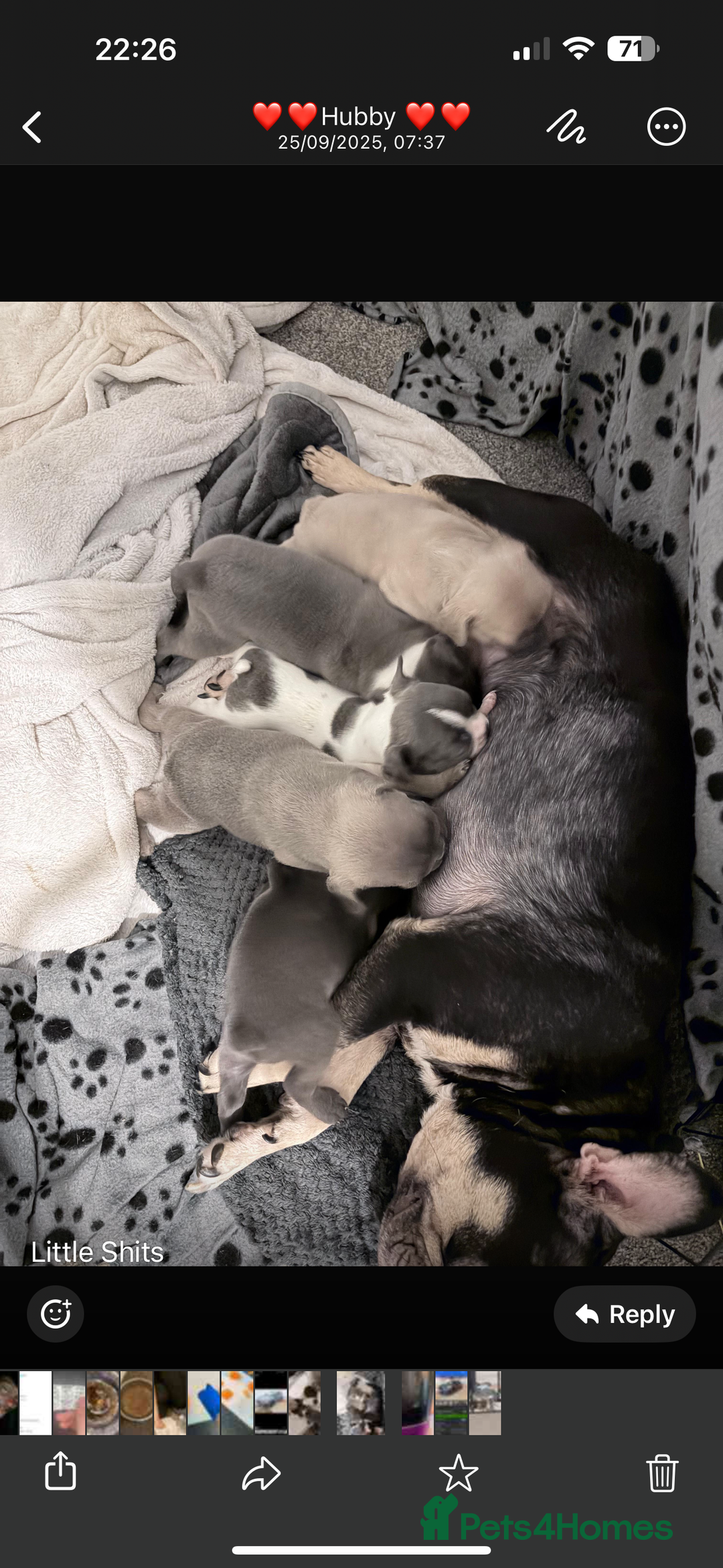 French Bulldog dogs for sale: Adorable French bulldog puppies for sale - Image 33