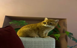 British Shorthair cats for sale: Ginger British Short Hair in Need of a Loving Home - Image 12