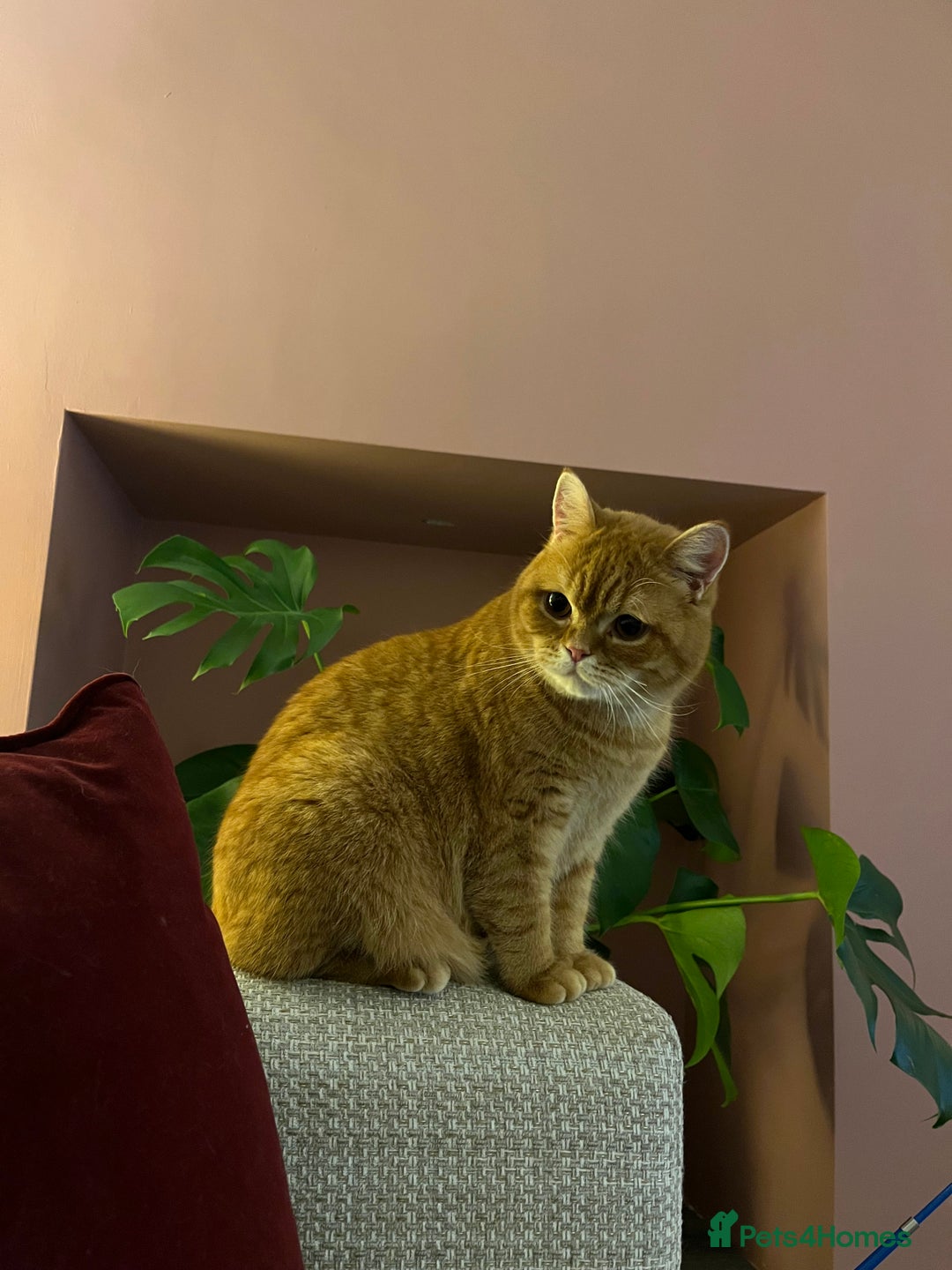 British Shorthair cats for sale: Ginger British Short Hair in Need of a Loving Home - Image 12