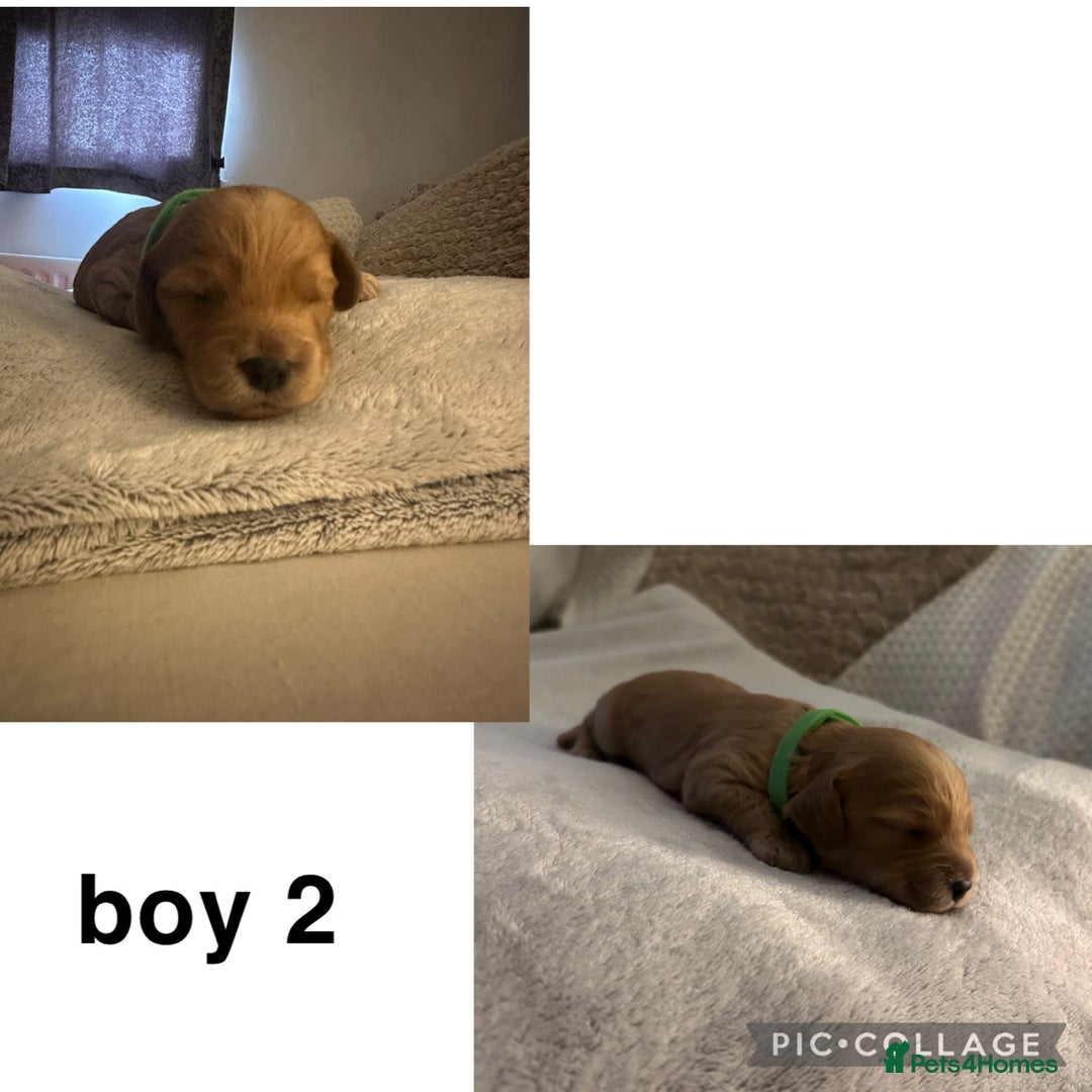 Cockapoo dogs for sale: 6 Beautiful Cockerpoo puppies for sale.  - Advert 7
