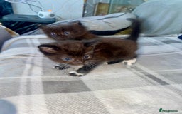 Mixed Breed cats for sale: 3 beautiful kittens  - Image 8