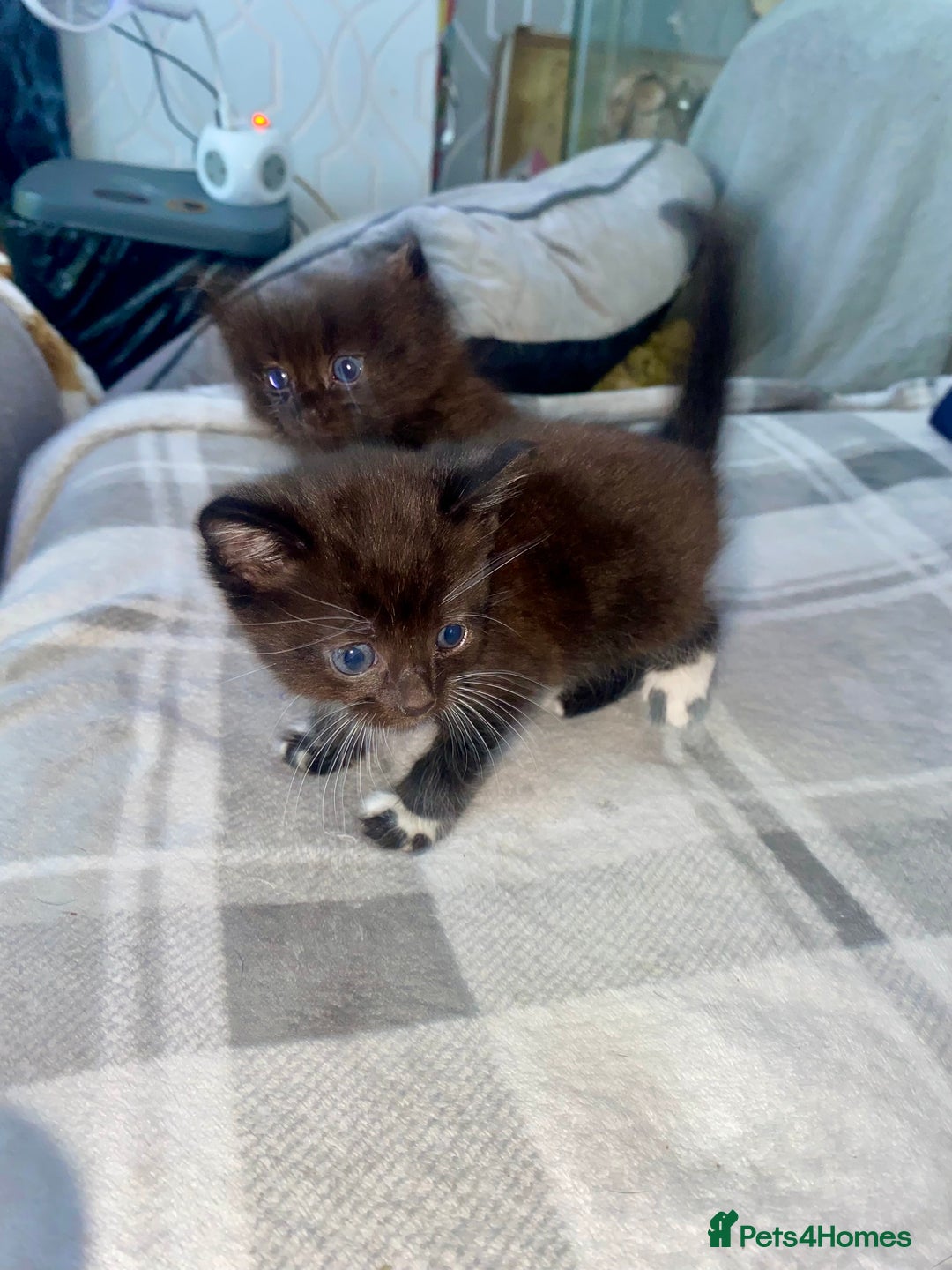 Mixed Breed cats for sale: 3 beautiful kittens  - Image 8