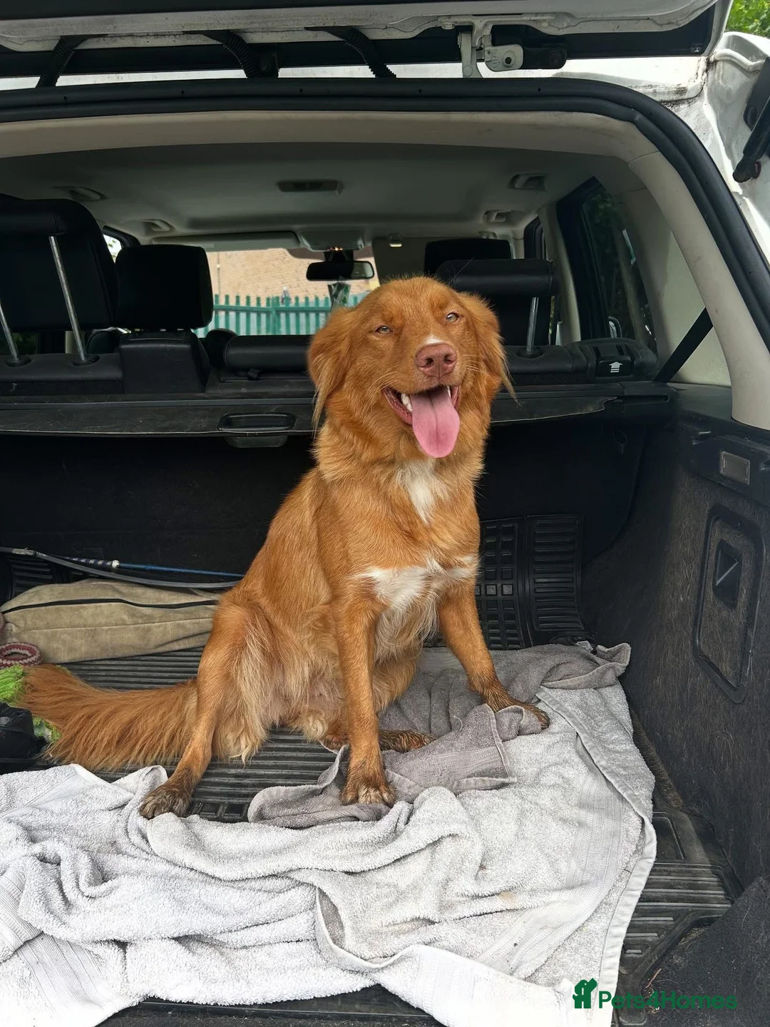 Mixed Breed dogs for sale: Red doodles - Advert 1