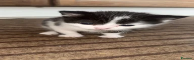 White and black kitten