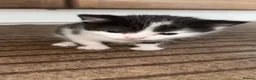 Mixed Breed cats for sale: Adorable kittens looking for their new home - Advert 10
