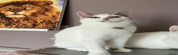 Munchkin cats for sale: Beautiful long legs Munchkin×BSH kittens  - Advert 27
