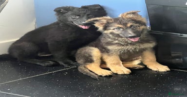 German Shepherd dogs - Advert 2